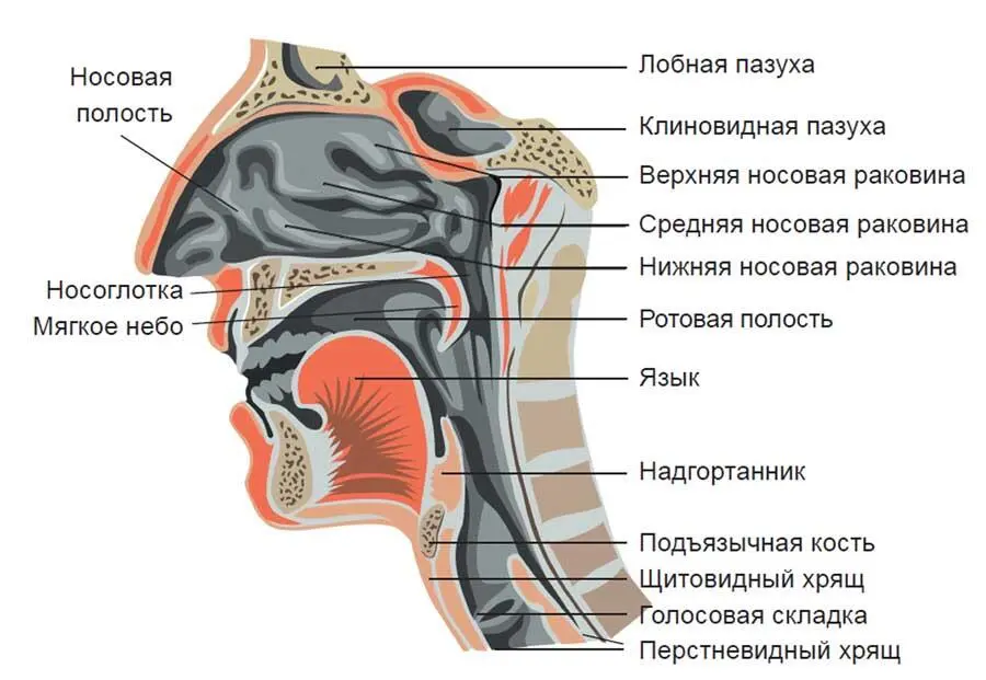 Воздухоносные пути Мы рассмотрим основную функцию аппарата дыхания внешнее - фото 204