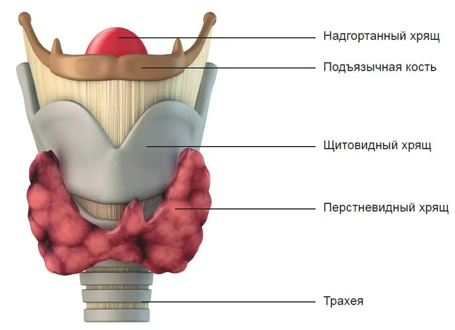 Гортань вид спереди Гортань находится в передней области шеи сверху она - фото 206