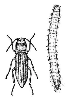 Полосатый щелкун Agriotes lineatus и его личинка Щёлоков Николай Анисимович - фото 14