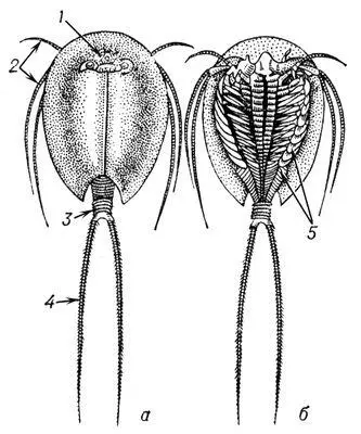 Щитень Triops cancriformis а вид со спинной стороны б вид с брюшной - фото 7