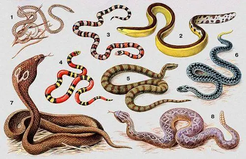 Змеи 1 стрелазмея Psammophis lineolatus 2 морская змея Pelamys - фото 9