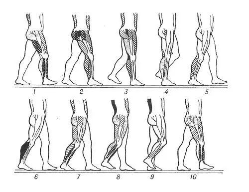 Схематическое изображение последовательного положения ног и электрической - фото 25