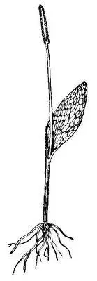 Ужовник обыкновенный Ужовниковые УжовниковыеOphioglossaceae семейство - фото 7