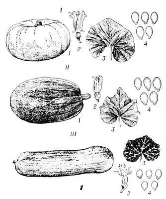 Тыква I крупноплодная II обыкновенная III мускатная 1 плод 2 - фото 1