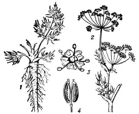 Тмин обыкновенный 1 корень 2 верхняя часть стебля 3 цветок 4 плод - фото 1
