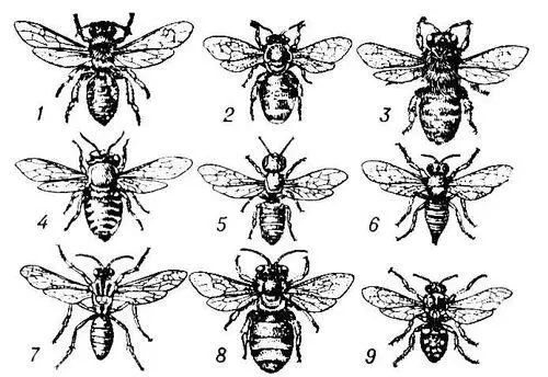 Пчелы самки 1 Andrena haemorrhoa 2 Nomia diversipes 3 Melitta - фото 3