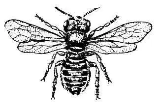 Пчелалисторез Megachile centuncularis самка Пчилка Олёна ПчилкаОлёна - фото 4