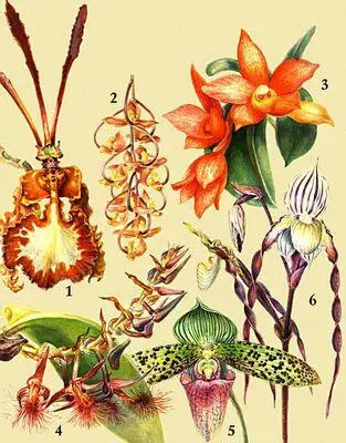 Орхидные 1 Oncidium kramerianum 2 Gongora galeata 3 Sophronitis cernua - фото 463