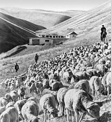 Ошская область На пастбище колхоза им М В Фрунзе КараСуйского района - фото 23