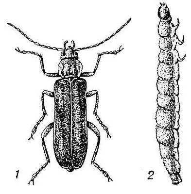 Мягкотелка Cantharis obscura 1 жук 2 личинка Мягкотелые - фото 3