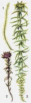 Печёночные мхи 1 Plagiochila asplenioides Листостебельные мхи 2 Sphagnum - фото 3