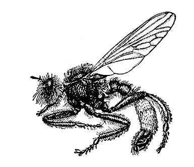 Ктырь Laphria gibbosa - фото 3