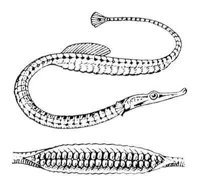Игларыба Syngnathus typhle самец внизу вскрытая выводковая камера - фото 14