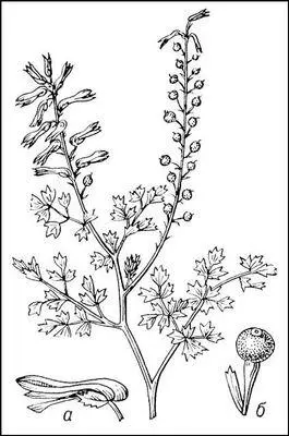 Дымянка аптечная а цветок б плод Дымянковые ДымянковыеFumariaceae - фото 9