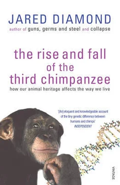 Jared Diamond The rise and fall of the third chimpanzee обложка книги