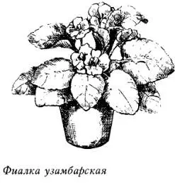 Голубые фиалки помогают людям творческим тонко чувствующим красоту Их стоит - фото 2