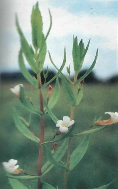 Gratiola officinalis L Родина ранникові Scrophulariaceae Багаторічна - фото 1