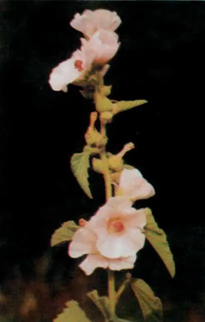 Althaea officinalis L Родина мальвові Malvaceae Згадується в працях - фото 4