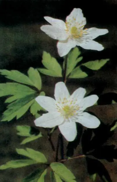 Anemone nemorosa L Родина жовтецеві Ranunculaceae Рослина висотою 1025 - фото 5