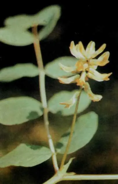 Astragalus glycyphyllus L Родина бобові Leguminosae Багаторічна травяна - фото 6