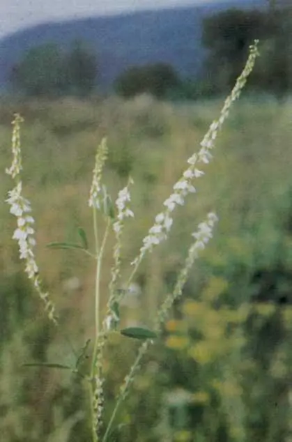 Sambucus nigra L Родина жимолостеві Carpifoliaceae З історії дізнаємося - фото 10