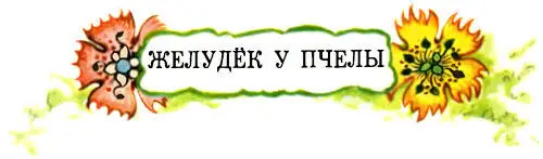 На лугу в зарослях вьюнка Желудёк встретил пчелу Ты что такой хмурый - фото 22