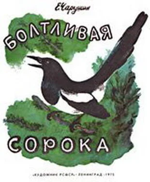 Евгений Чарушин Болтливая сорока обложка книги