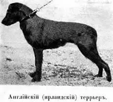 Такъ называемый обезъянiй пинчеръ отличается отъ обыкновеннаго кромѣ малаго - фото 53