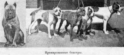 Подъ боксерами понимается порода близко родственная одной изъ разновидностей - фото 59