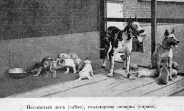 Эта порода прiобрѣтаетъ многочисленныхъ друзей разнообразiемъ мастей Нѣмецкiе - фото 63