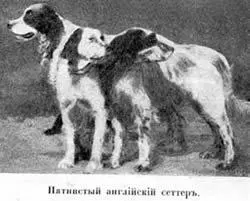 У англiйскихъ лягавыхъ носящихъ названiе сеттеровълавераковъ все тѣло бѣлое - фото 64