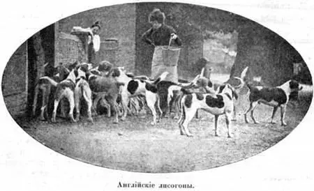 Лисогоны fox hounds разводятся для охоты на звѣрей верхомъ при которой роль - фото 68