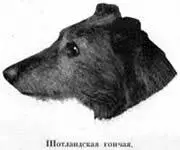 Англiйскiя гончiя черной или коричневой масти иногда сѣрыя бѣлыя или - фото 76