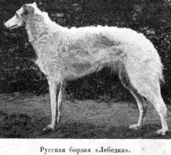 Русскiя гончiя или густопсовыя борзыя по формѣ тѣла размѣрамъ и длинѣ - фото 77