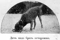 Чтобы использовать всѣ перечисленныя выше хорошiя стороны собакъ необходимо - фото 89