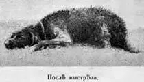 Съ обученiемъ молодыхъ собакъ никогда не слъдуетъ слишкомъ спѣшить и начинать - фото 90