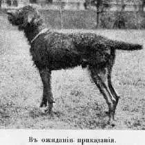 При воспитанiи и дрессировкѣ собаки должно соблюдать слѣдующiя основныя - фото 91
