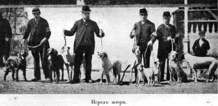 Устраиваемыя различными обществами выставки собакъ составляютъ весьма важное - фото 100