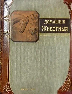 Р. Клетт Наши домашнiя животныя. Собаки обложка книги