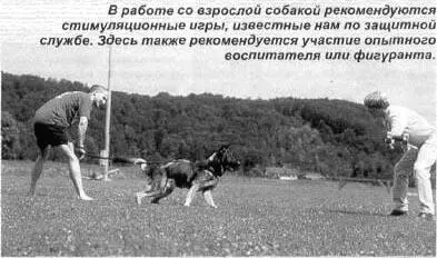 В работе со взрослой собакой рекомендуются стимуляционные игры известные нам - фото 2