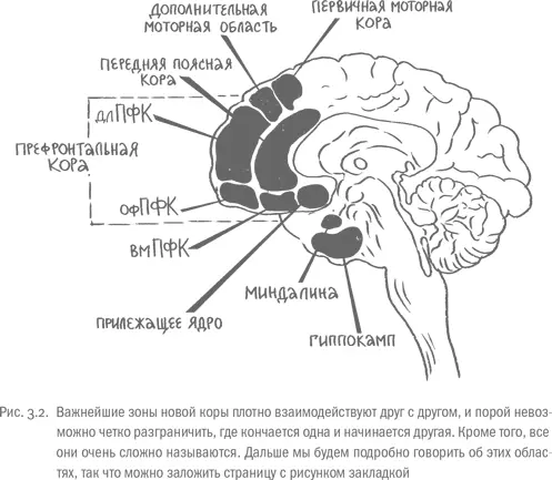 Мы это наша новая кора С эволюционной точки зрения новая кора она же - фото 12