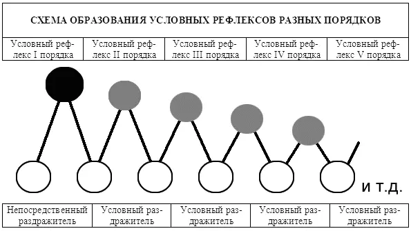 Рис 6 Основанием условного рефлекса I порядка является безусловный рефлекс - фото 7
