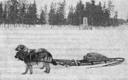 Рис 20 Опытная упряжка собак повозочной службы Военносанитарная служба - фото 23