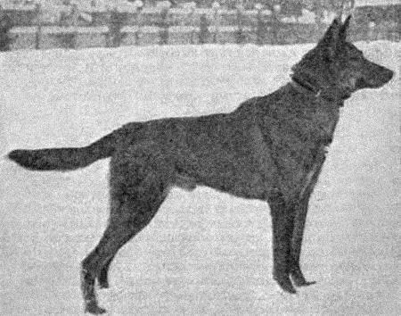 Рис 25 Немецкая овчарка Передняя часть плечи длинные и косо поставленные - фото 30