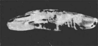 Вот два фотодокумента фото 2 и 3 На них изображены ископаемые кости - фото 5