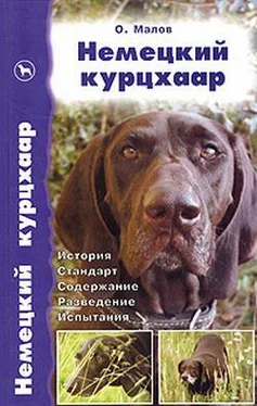 Олег Малов Немецкий курцхаар от А до Я обложка книги