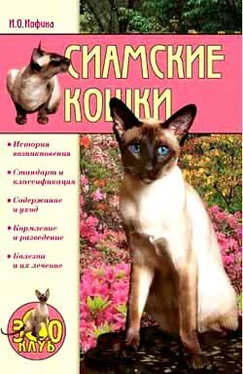 Ирина Иофина Сиамские кошки обложка книги