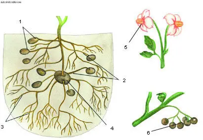 Картофель 1 молодые клубни 2 столоны 3 корни 4 старый клубень 5 - фото 2