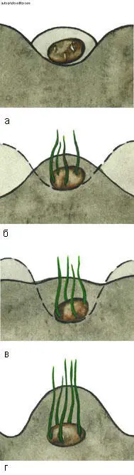 Посадка в мобразное ложе а клубень картофеля в ложе б в постепенное - фото 8