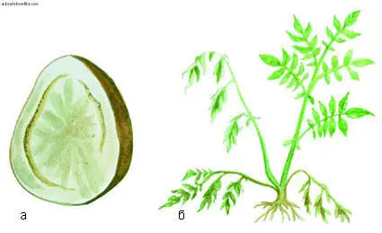 Кольцевая гниль а клубень б стебель картофеля Болезнь передается от - фото 49